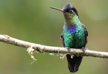 Quetzales, colibríes y tortugas