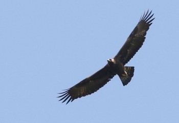 Las águilas imperiales de la Sierra Oeste