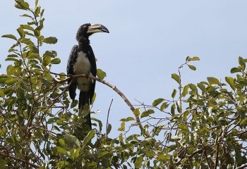 Aves del África Occidental