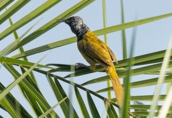 Aves de la selva guineana oriental