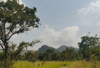 Aves de la selva guineana oriental