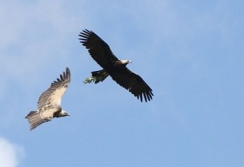 Las águilas imperiales de la Sierra Oeste