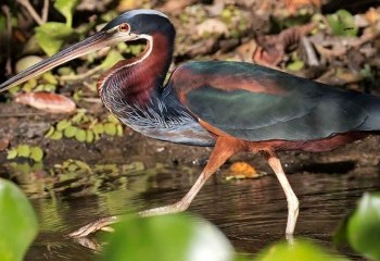 Pantanal y Mata Atlantica 