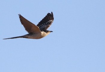 Foto de Great Spotted Cuckoo (Belchite)