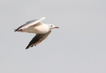 Foto de Slender-billed Gull