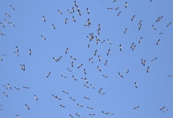Foto de White Storks over Tarifa