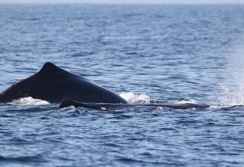 Foto de Sperm Whales