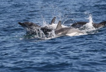 Foto de Striped Dolphins
