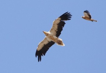 Foto de Egyptian Vulture... and Booted Eagle!