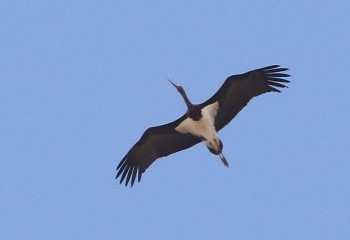 Foto de Black Stork