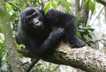 Foto de Gorila de montaña
