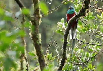 Foto de Quetzal guatemalteco