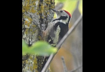 Foto de Middle-spotted Woodpecker