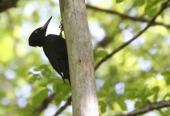 Foto de Black Woodpecker (Pyrenees)