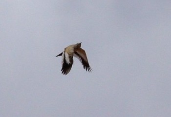 Foto de Alondra ibis