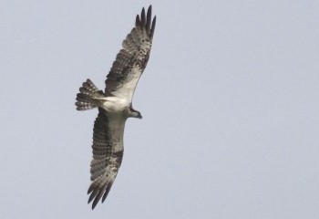 Foto de Águila pescadora 