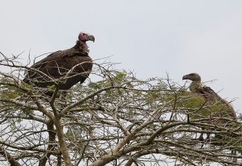 Foto de Lappet-faced (left) and Rüepell's Vultures
