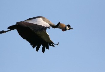 Foto de Grey Crowned Crane