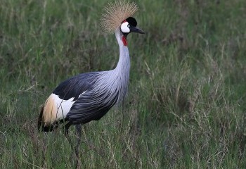 Foto de Grey Crowned Crane