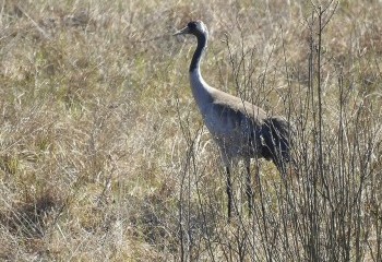Foto de Common Crane