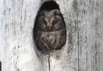 Foto de Tengmalm's Owl