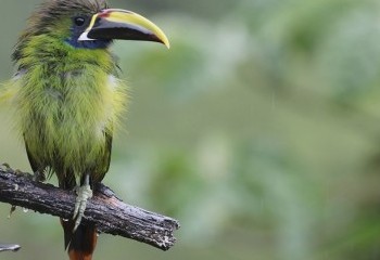 Foto de Costa Rica 2019: Tucanete esmeralda