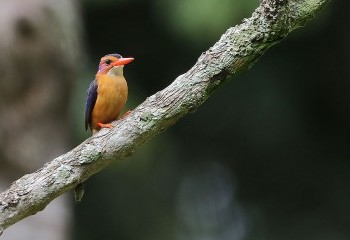 Foto de African Pigmy Kingfisher