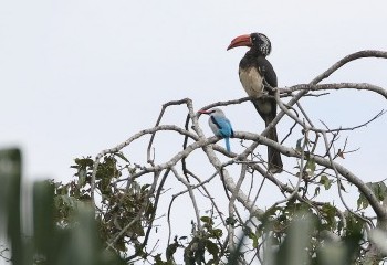 Foto de Crowned Hornbill & Woodland Kingfisher