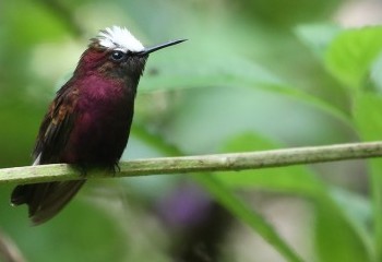 Foto de Costa Rica 2019: Colibrí coroniblanco