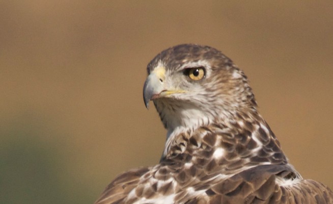 raptors and steppe birds in western spain Tour